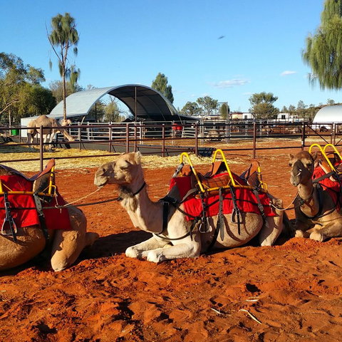 Uluru Small-Group Tour By Camel At Sunrise Or Sunset - Accommodation in Brisbane 15