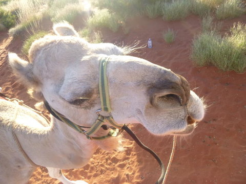 Uluru Small-Group Tour By Camel At Sunrise Or Sunset - Accommodation in Brisbane 10