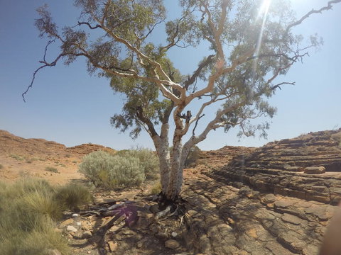 Kings Canyon Day Trip From Ayers Rock - Accommodation in Brisbane 3