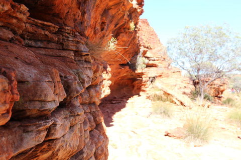 Kings Canyon Day Trip From Ayers Rock - Accommodation in Brisbane 20