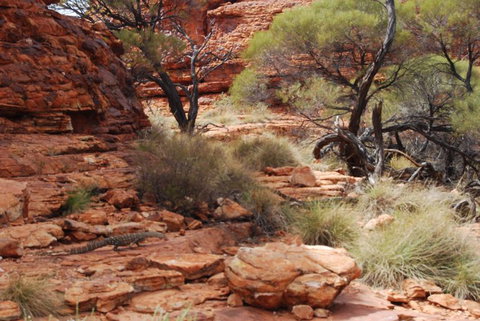 Kings Canyon Day Trip From Ayers Rock - Accommodation in Brisbane 24