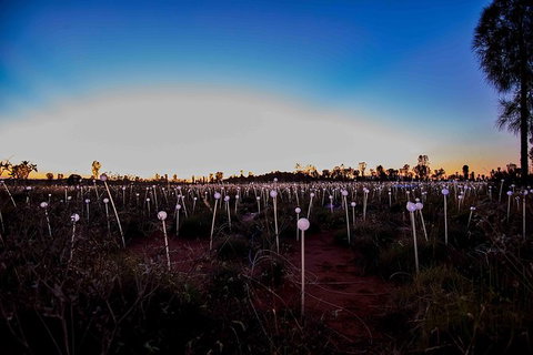 Uluru Field Of Light Sunrise Tour - Accommodation in Brisbane 8