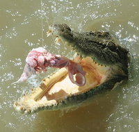 Darwin Jumping Crocodiles Cruise on Adelaide River - Accommodation in Brisbane