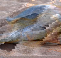 Turtle Tracks Tour to Bare Sand Island from Darwin - Accommodation in Brisbane