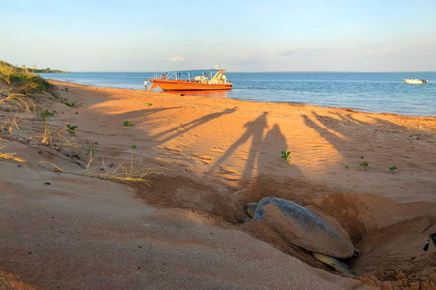 Turtle Tracks Tour To Bare Sand Island From Darwin - Accommodation in Brisbane 4