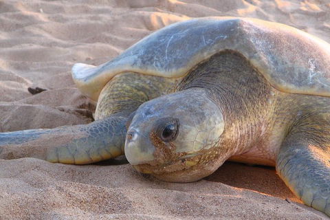 Turtle Tracks Tour To Bare Sand Island From Darwin - Accommodation in Brisbane 2