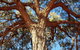 Mount Conner 4WD Small Group Tour From Ayers Rock Including Dinner - thumb 4