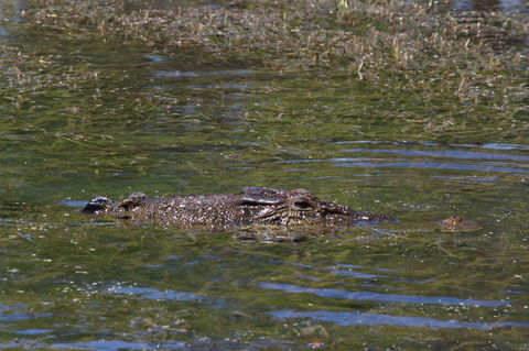 Kakadu, Nourlangie And Yellow Waters Tour From Darwin - Accommodation in Brisbane 16