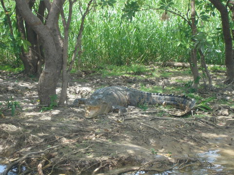 Kakadu, Nourlangie And Yellow Waters Tour From Darwin - Accommodation in Brisbane 21