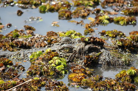 Kakadu, Nourlangie And Yellow Waters Tour From Darwin - Accommodation in Brisbane 17