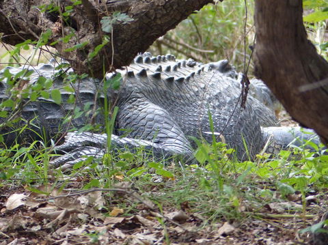 Kakadu, Nourlangie And Yellow Waters Tour From Darwin - Accommodation in Brisbane 13