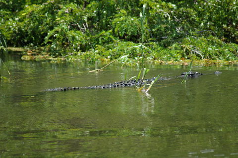 Kakadu, Nourlangie And Yellow Waters Tour From Darwin - Accommodation in Brisbane 4