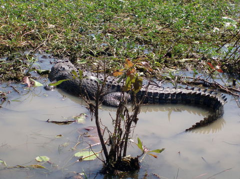 Kakadu, Nourlangie And Yellow Waters Tour From Darwin - Accommodation in Brisbane 19
