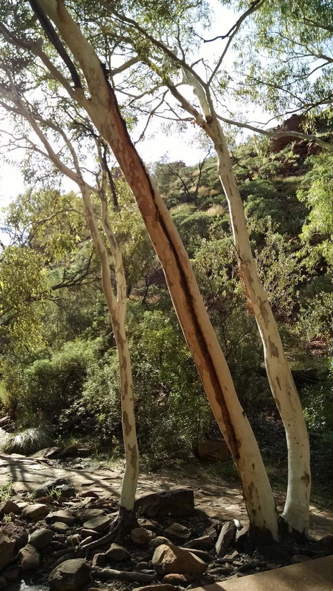 3-Day Tour From Uluru (Ayers Rock) To Alice Springs Via Kings Canyon - Accommodation in Brisbane 5