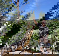 Private Shoalhaven Zoo Experience from Sydney - Accommodation in Brisbane