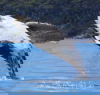Whale Watching Jervis Bay - Accommodation in Brisbane