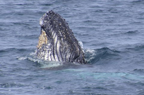 Jervis Bay Whale Watching Tour - Accommodation in Brisbane 1