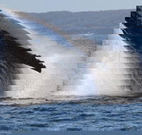 Jervis Bay Whale Watching Tour - Accommodation in Brisbane