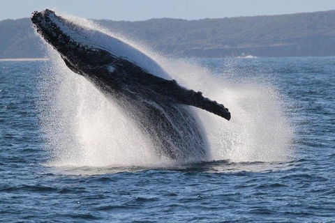 Jervis Bay Whale Watching Tour - Accommodation in Brisbane 0