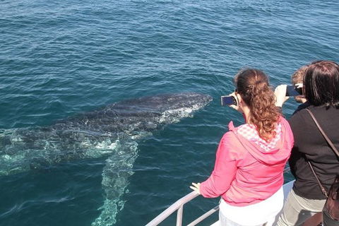 Jervis Bay Whale Watching Tour - Accommodation in Brisbane 9