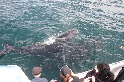 Jervis Bay Whale Watching Tour - Accommodation in Brisbane 12