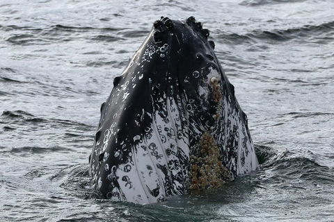 Jervis Bay Whale Watching Tour - Accommodation in Brisbane 7