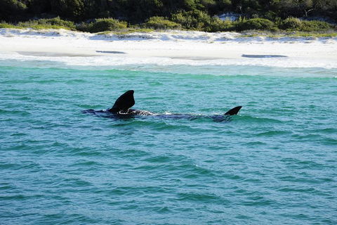 Jervis Bay Whale Watching Tour - Accommodation in Brisbane 5