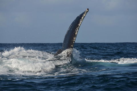 Jervis Bay Whale Watching Tour - Accommodation in Brisbane 8
