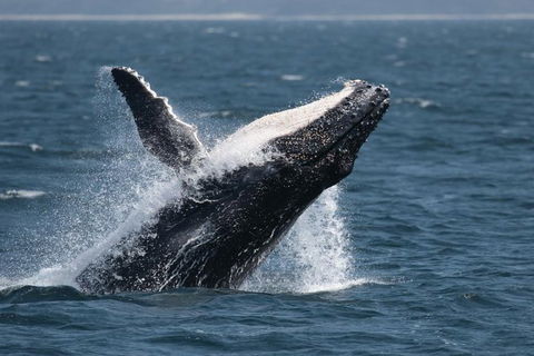 Jervis Bay Whale Watching Tour - Accommodation in Brisbane 10