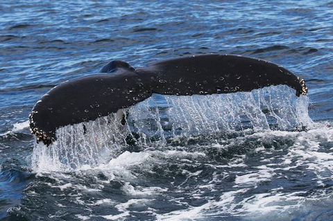 Jervis Bay Whale Watching Tour - Accommodation in Brisbane 6