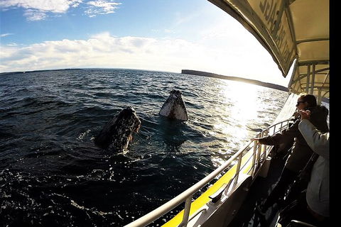 Jervis Bay Whale Watching Tour - Accommodation in Brisbane 3