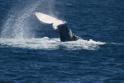 Jervis Bay Whale Watching Tour - Accommodation in Brisbane 11