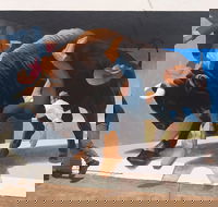 Big Bull Mural - Accommodation in Brisbane