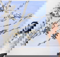 Bingara Gallery - Accommodation in Brisbane