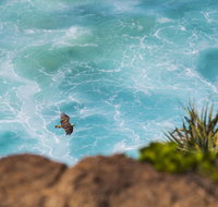 Birdwatching on the Fraser Coast - Accommodation in Brisbane