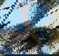 Castle Creek Reserve - Accommodation in Brisbane