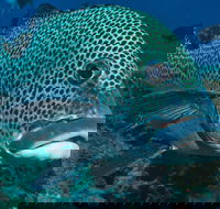 Fish Bowl Dive Site - Accommodation in Brisbane