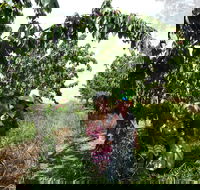 Harben Vale Pick Your Own Cherries - Accommodation in Brisbane