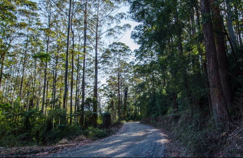 Hastings Forest Way Touring Route - Accommodation in Brisbane 0