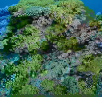 Keeper Reef Dive Site - Accommodation in Brisbane