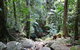 Lyrebird Track - thumb 0