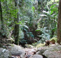 Lyrebird track - Accommodation in Brisbane