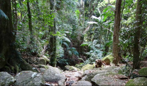 Lyrebird Track - Accommodation in Brisbane 0