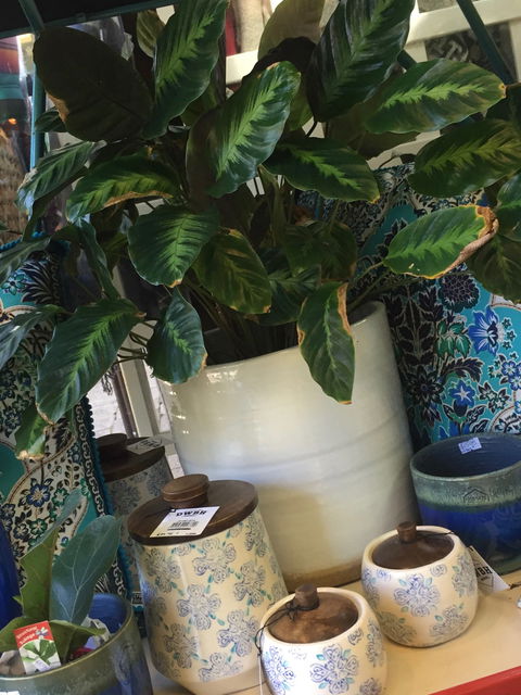 Noreen's Seaside Shop - Accommodation in Brisbane 0