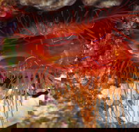 Pixie Pinnacle Dive Site - Accommodation in Brisbane