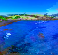 Snorkelling Montague Island - Accommodation in Brisbane