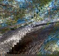 Wallumatta Nature Reserve - Accommodation in Brisbane