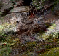 Wildlife Wonders - Accommodation in Brisbane