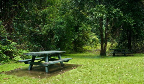 Williams River Picnic Area - Accommodation in Brisbane 0