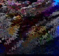 Around The Bend Dive Site - Accommodation in Brisbane